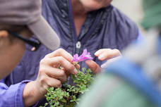 Botany Walk and Plant Identification