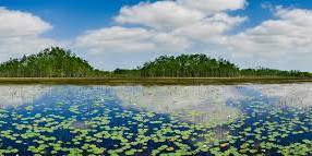 Everglades Geology Boardwalk Tour