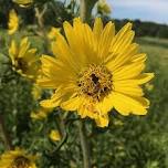 July Blooms in the UW-Whitewater Nature Preserve Tour