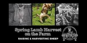 Spring Lamb Harvest (Ethically Raising & Harvestin