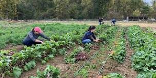 Arcadia Production Farm Volunteer!