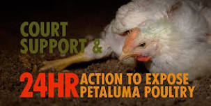 Court Support & 24 HR Action to Expose Petaluma Poultry