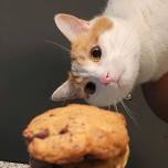 Cats, Cuddles, and Cookies with the SPCA