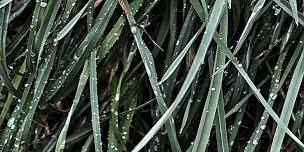 Guided Forest Therapy Walk at Pacifica: A Garden in the Siskiyous