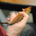 FULL- A Bird in the Hand: Using Mist Nets to Capture Birds