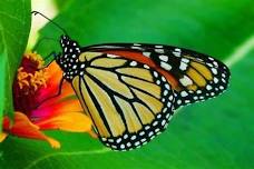 DAHLONEGA BUTTERFLY FARM (all ages)