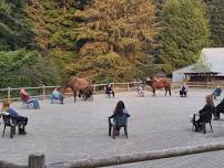 Equine-Guided Meditation Circle