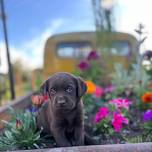 Father’s Day Puppy Meet & Greet