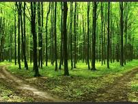 Forest Bathing Walk - Relax in Nature