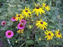 Walking Tour of Late Summer Plants