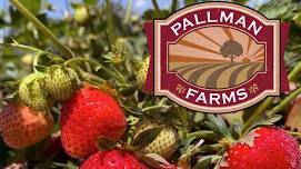 Pallman Farms Strawberry Picking