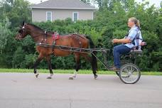 Horse Driving Clinic - ND