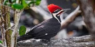 Picidae: Woodpeckers of North America