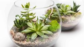 Hedgehog & Mushroom Terrarium Class