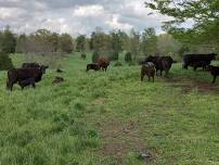 Orange County cattlemen Bull soundness clinic