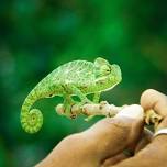 Capital City Critters 4-H Herpetology Club Carson City