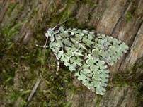 Mothing Session at Tiptree Heath - Dougal Urquhart