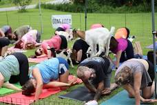 Goat Yoga near Collierville Square