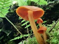 Needmore Game Lands Bioblitz – Mushroom Hike