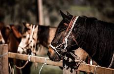 Full day Howqua River ride — Hidden Trails by Horseback