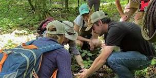 Forest Farming: A Climate Smart Practice