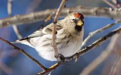 Bryce Canyon Christmas Bird Count