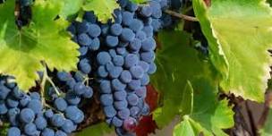 The grapes of the Northern Rhone: Syrah (aka Shiraz) plus Viognier, Marsanne and Roussanne