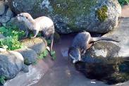 World Otter Day at Brooklands Zoo