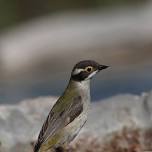 St Ronan’s Nature Reserve, York - full-day excursion