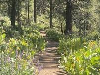 Sagehen Creek Trail