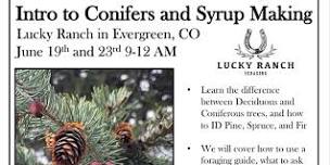 Intro to Conifers and Syrup Making