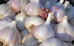 All About Garlic with Dan Cunningham of Folklore Farm