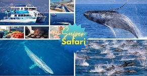 8-Hour Dolphin & Whale SUPER Safari