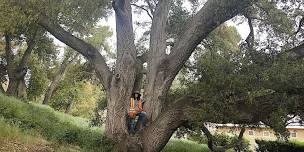 Understanding Oaks: a Tree Walk and Talk  with Alison Lancaster