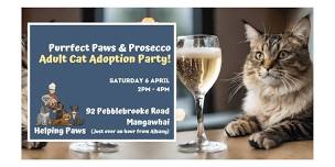 Adult Cat Adoption Day