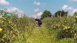 Making Herbal Bug Spray