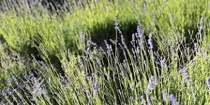 Lavender Wreath Making Class #1