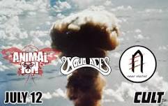 Animal ioN // Never Elected // Mojo Aces