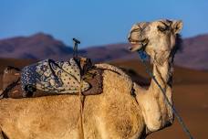 Sunset Camel Trek & BBQ Experience in Souss Massa National Park