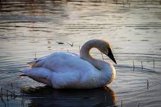 Conservation Campfire- Trumpeter Swan