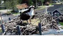 Osprey Walk