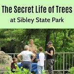 The Secret Life of Trees at Sibley State Park