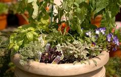 A Sensory Delight Container Garden – Alison Webb Schweiger Friday, June 7