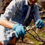 Tree Pruning 2024 — White Feather Farm