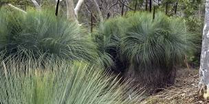 Brisbane Ranges Grass Tree Circle