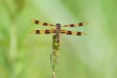 Junior Naturalists: Bugs!