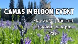 Camas In Bloom