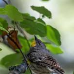 Beginning Bird Walk at Lee Metcalf NWR