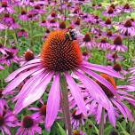 Native Planting Workshop