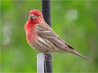 Bird Hike